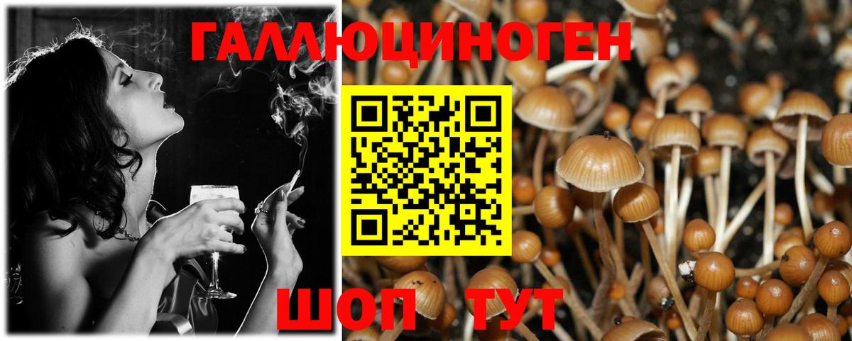 Псилоцибиновые грибы Psilocybe  Энгельс 